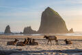 Cannon Beach Elk Stroll