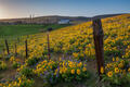 Columbia Hills Spring Glory print