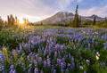 Lupine Fields Forever print