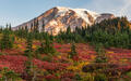 Mount Rainier - Paradise Fall Meadows print