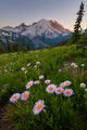 Mount Rainier Alpine Asters print
