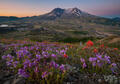 Mount St. Helens Wildflower Meadow print