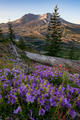 Mount St. Helens - Purple Meadows print