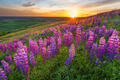 Lupine Wildflower Sunset print