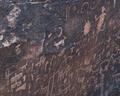 Petrified Forest Petroglyphs #1 print