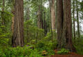 Redwoods Bench View print