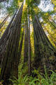 Redwoods Looking Up print