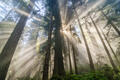 Redwoods Sunrays print