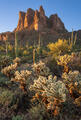 Superstition Mountains Cholla Glow