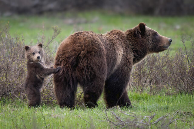Grizzly 399 with cub at Grand Teton National Park
