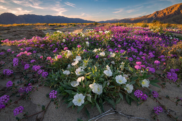 Anza-Borrego Desert Wildflowers – Evening Primrose and Sand Verbena in Borrego Valley, California