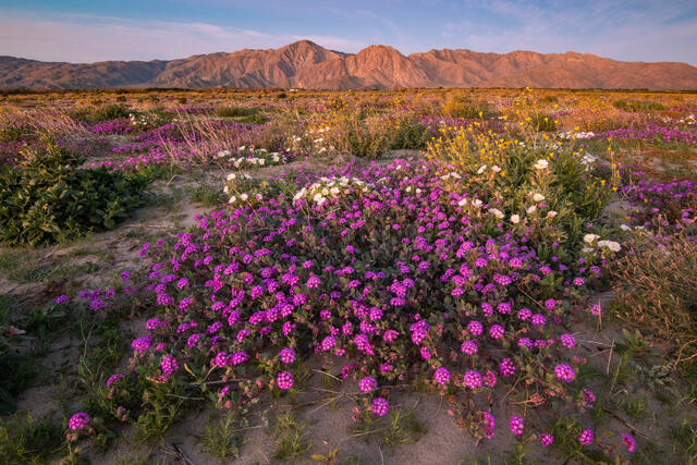 Wildflowers in Anza-Borrego Desert State Park near Borrego Spring