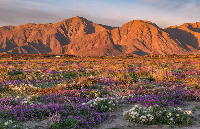 Wildflowers bloom across Borrego Valley in Anza-Borrego Desert State Park, California.