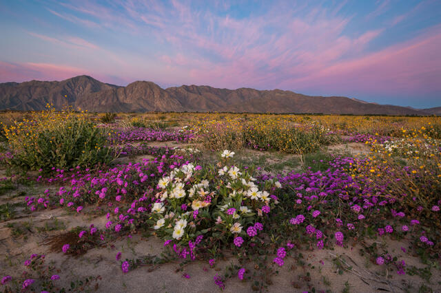 Wildflowers in Anza-Borrego Desert State Park near Borrego Spring