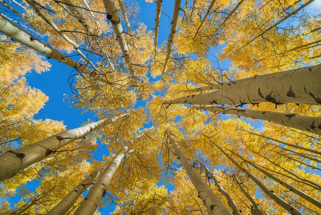 Looking up at aspen trees under blue skies in Frisco, Colorado.