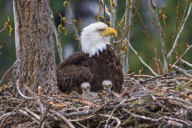 My Baby Bald Eagle Photo Featured on 2026 U.S. Postal Stamp Sheet Selvage