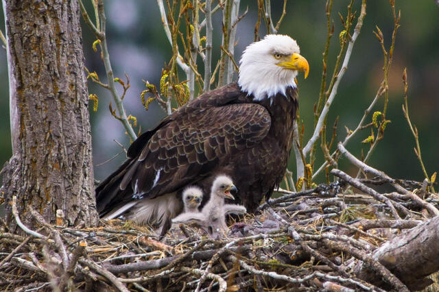 bald eagle, bald eagle nest, bald eagle eaglets, eaglets, bald eagles, idaho