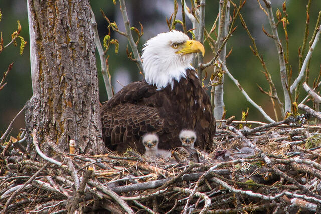 Two bald eagle eaglets in their nest with mother bald eagle.