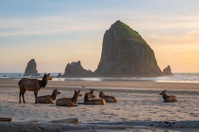 Roosevelt elk resting on Cannon Beach at sunset beneath Haystack Rock on the Oregon Coast