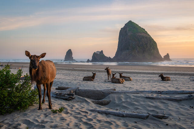 Curious Roosevelt elk standing on Cannon Beach with Haystack Rock at sunset in Oregon
