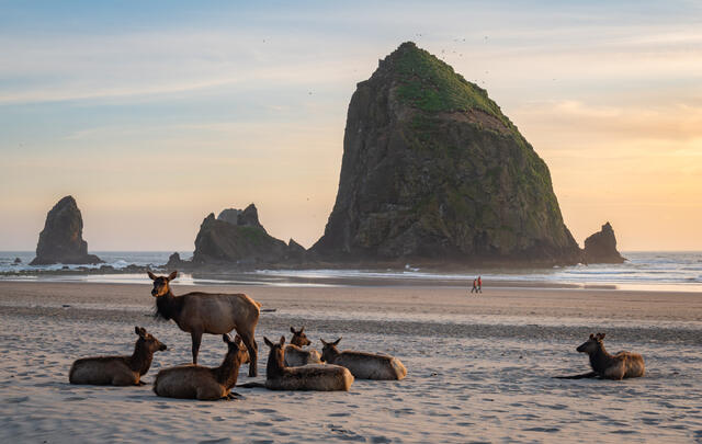 Herd of Roosevelt elk on Cannon Beach with Haystack Rock in the background