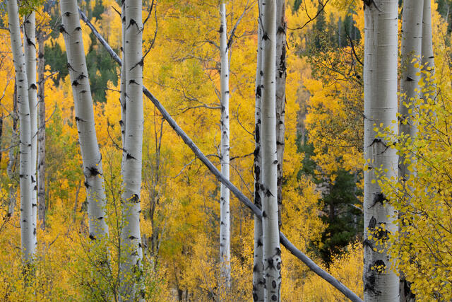 Aspen Grove Angles