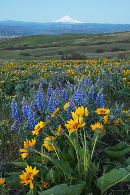 Columbia Hills wildflowers with Mt. Hood in the distance.