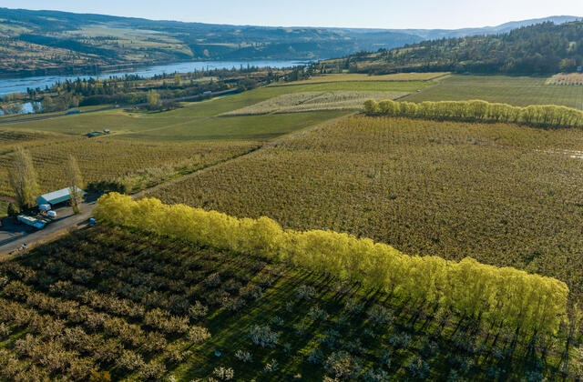 Columbia River Gorge Orchard