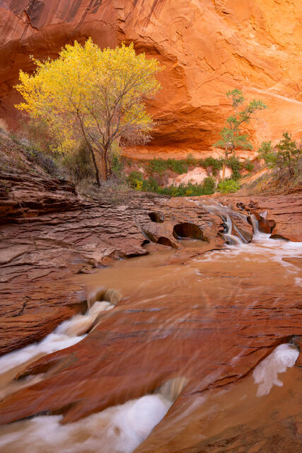 Fine art landscape photograph of Swiss Cheese Falls in Coyote Gulch near Escalante, Utah, featuring vibrant autumn colors with golden cottonwoods against red sa