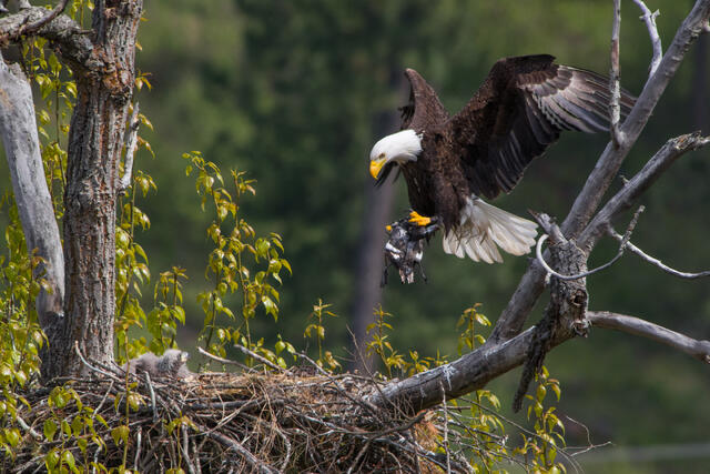 bald eagle, bald eagle nest, bald eagle eaglets, eaglets, bald eagles, idaho