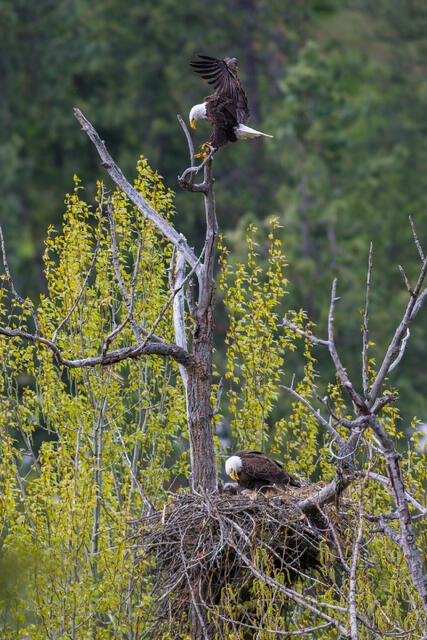 bald eagle, bald eagle nest, bald eagle eaglets, eaglets, bald eagles, idaho