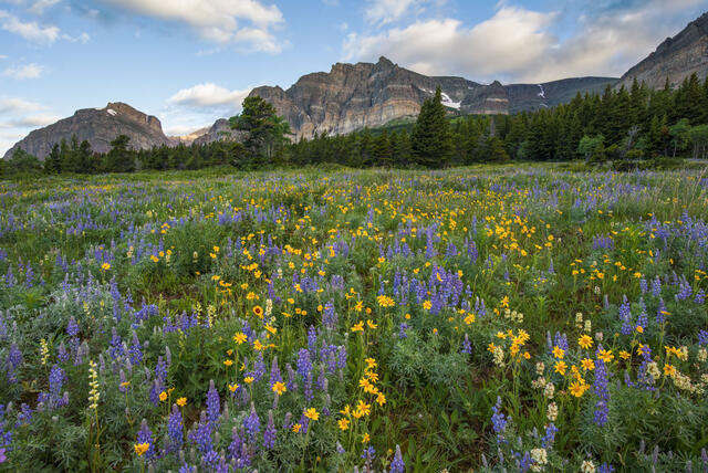 Many Glacier Wildflower Meadow