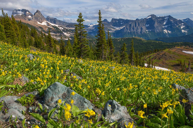 Swiftcurrent Pass Lilies print