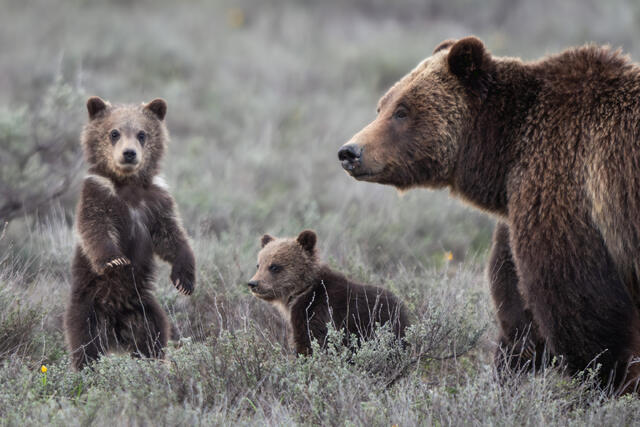 Grizzly 399 Cub Side-Eye