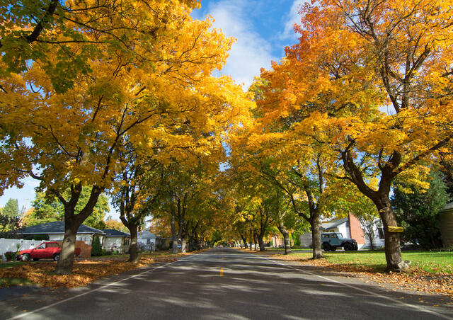 Millwood Fall Colors