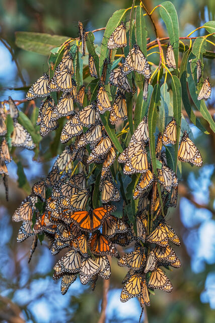 Monarch Butterfly Kaleidoscope
