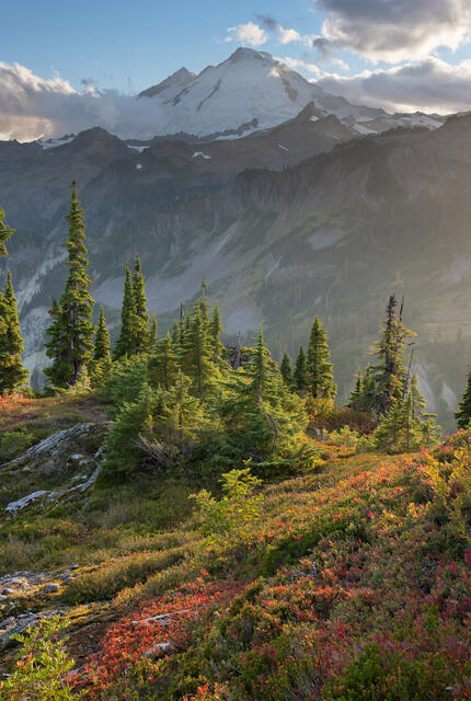Autumn colors and trees at Artist Point with a view of Mount Baker.