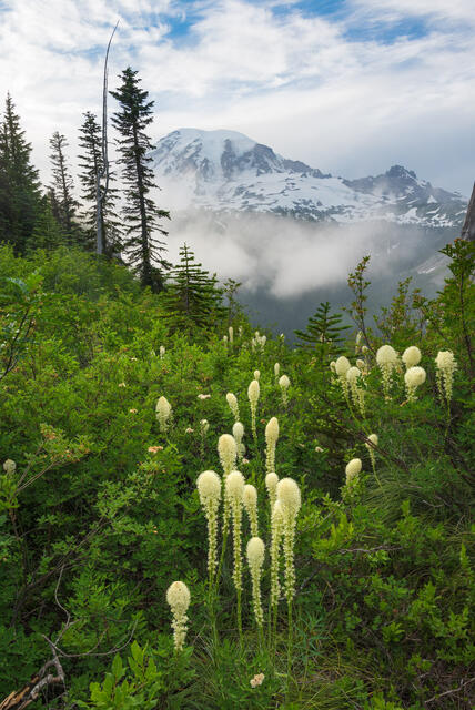 Mount Rainier Bear Grass View print