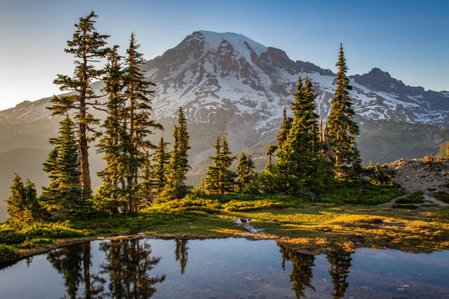 Mount Rainier Framed by Trees