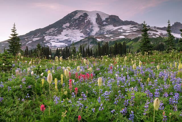 An abundant collection of wildflowers at Mount Rainier National Park.