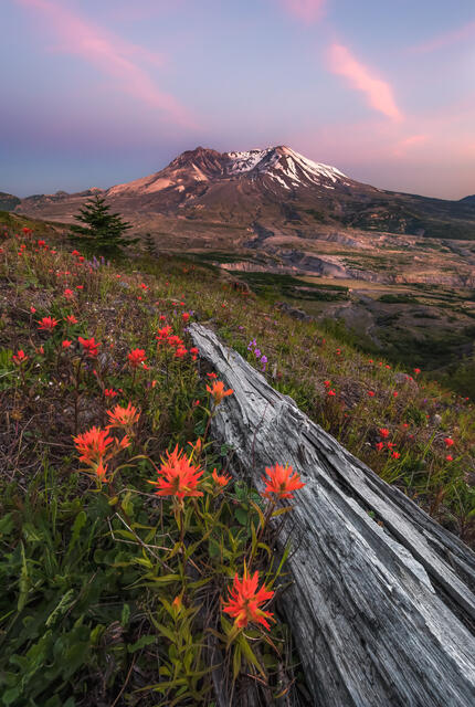 Mount St. Helens Indian Paintbrush