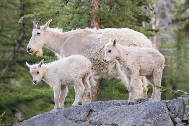 Mountain Goat Family Portrait