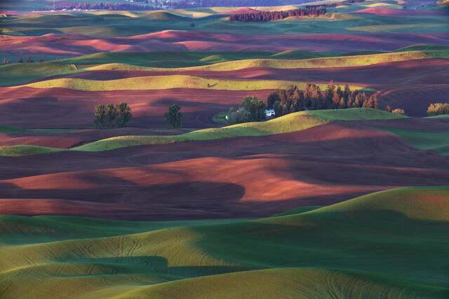 Palouse hills under soft morning light with red and gold tones at Steptoe Butte State Park.