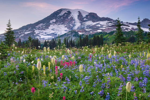 An abundant collection of wildflowers at Mount Rainier National Park.