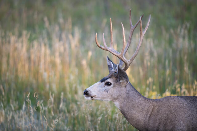 Rocky Mountain National Park, deer, buck, wildlife, Colorado