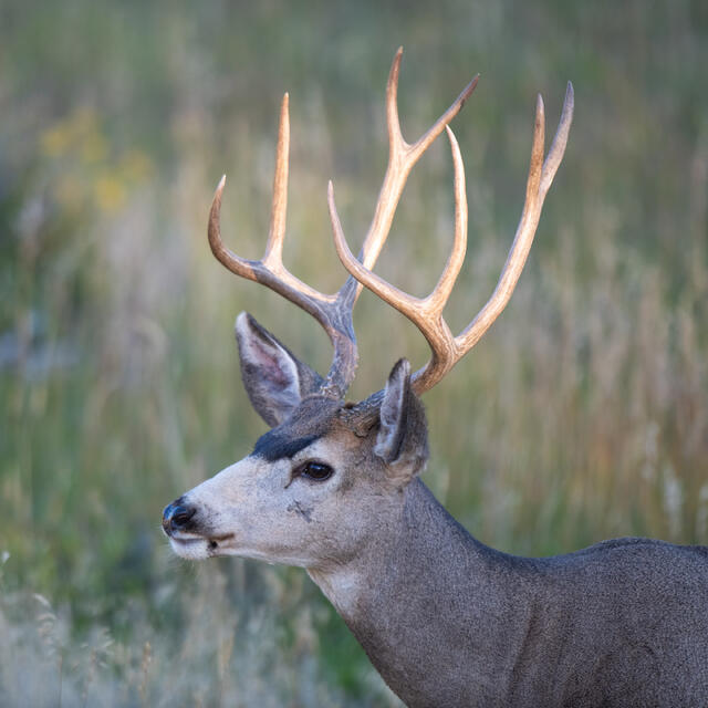Rocky Mountain National Park, deer, buck, wildlife, Colorado