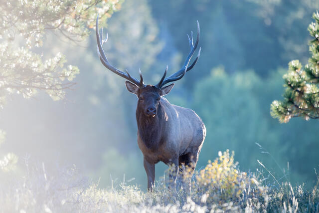 rocky mountain national park, rocky mountains, Colorado, Estes Park, elk, elk rut, wildlife, Colorado wildlife