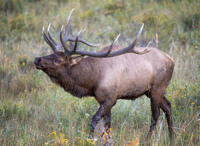 rocky mountain national park, rocky mountains, Colorado, Estes Park, elk, elk rut, wildlife, Colorado wildlife
