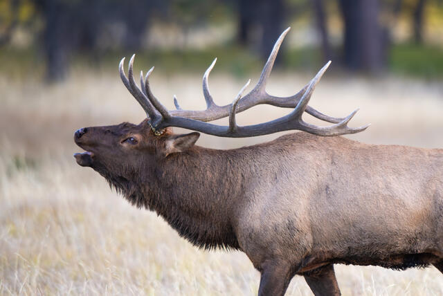 rocky mountain national park, rocky mountains, Colorado, Estes Park, elk, elk rut, wildlife, Colorado wildlife