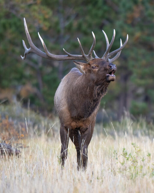 rocky mountain national park, rocky mountains, Colorado, Estes Park, elk, elk rut, wildlife, Colorado wildlife